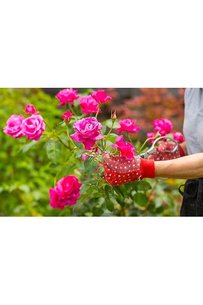 Пагони троянди Плейфул Рококо з махровими квітками